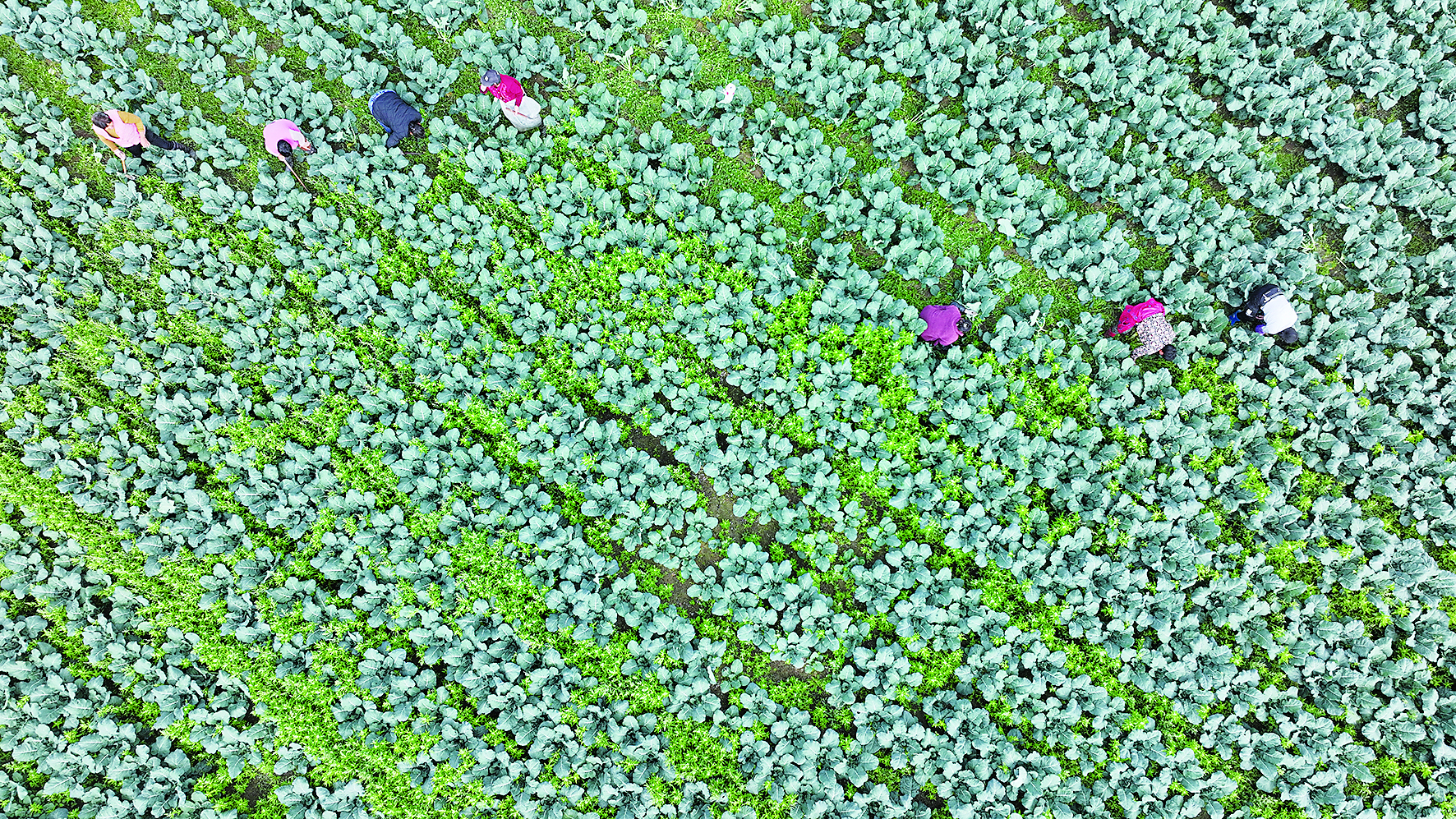 高家堰鎮(zhèn)西蘭花種植基地